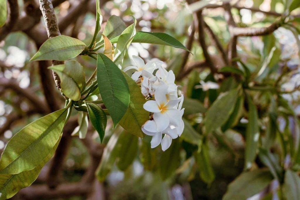 Flores blancas de plumeria en Bohemia Suites & Spa