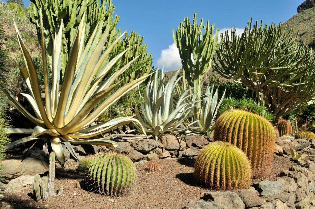 Variedad de cactus en Gran Canaria