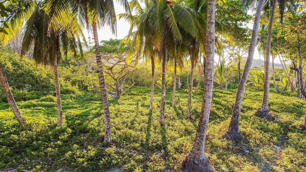 Vegetación tropical en Costa Rica