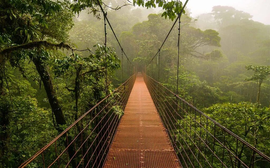 Puente colgante en una selva tropical de Costa Rica