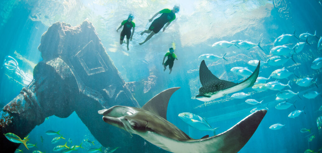 Group of people snorkeling with sting rays in Atlantis Paradise Island - Bahamas