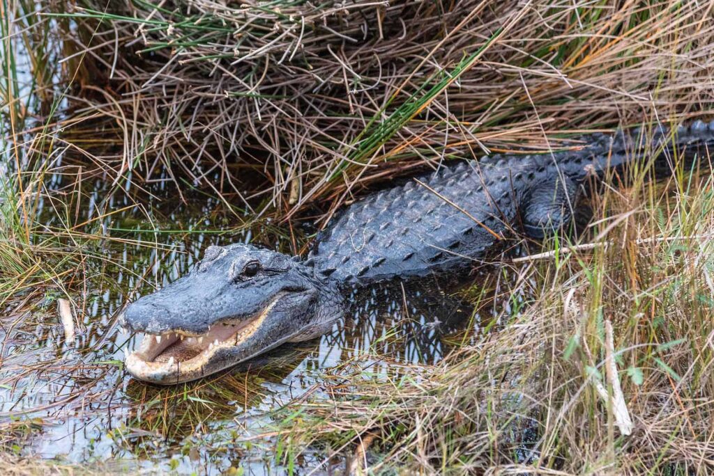 Alligator femelle dans le parc national des Everglades